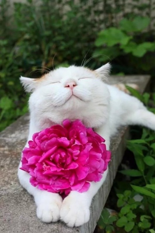 Create meme: cat with flowers , shironeko the cat, cat with flowers