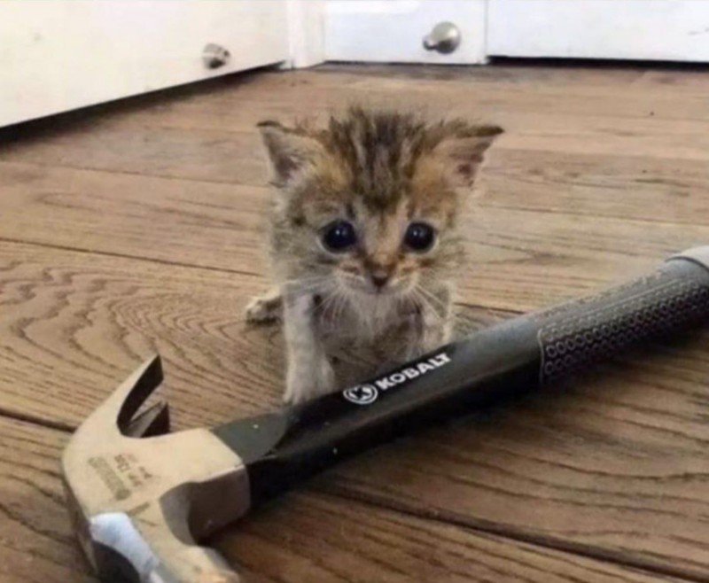 Create meme: kitten with a hammer, construction seals, cat cat