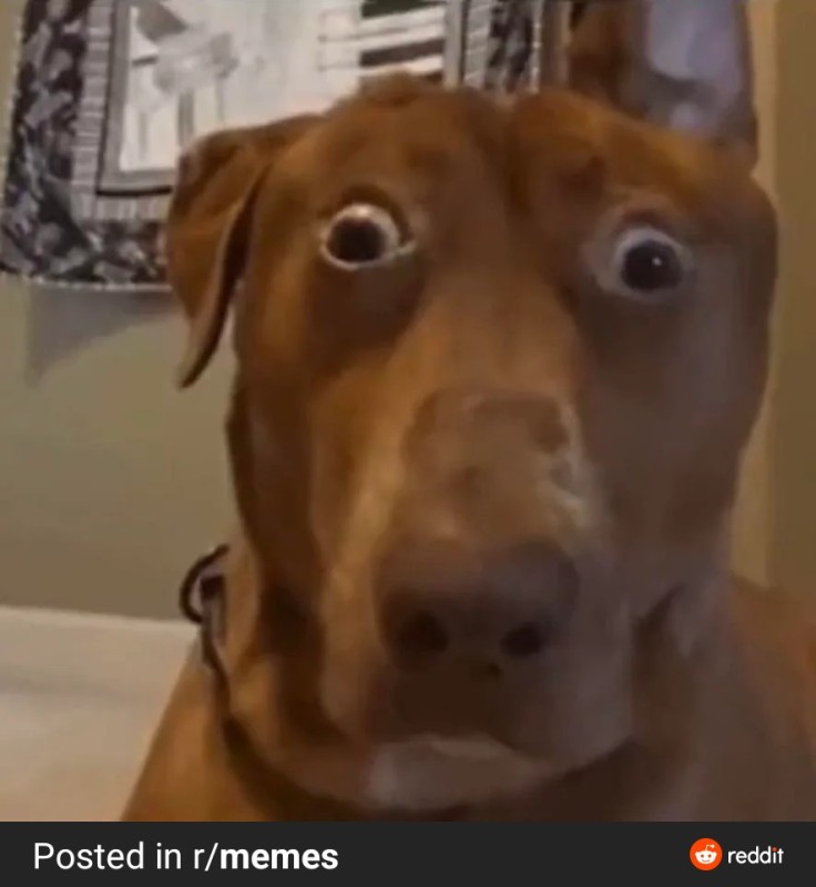Create meme: belle the surprised dog, dog surprise, surprised dog