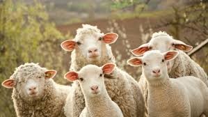 Create meme: sheep, a flock of sheep, sheep