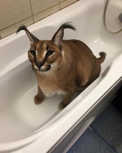 Создать мем: ванна, гоша каракал, гоша кот каракал