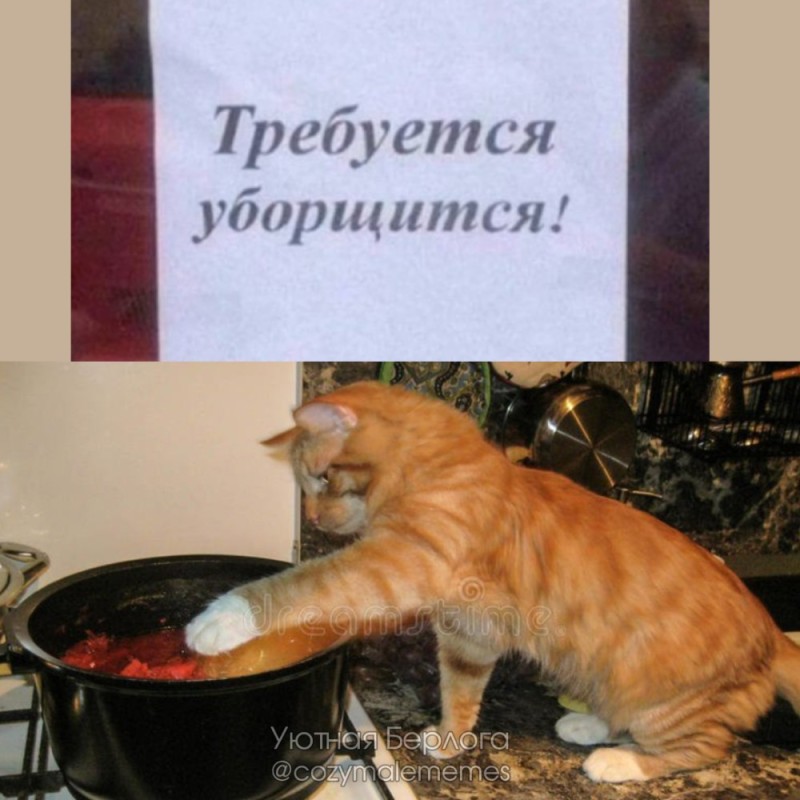 Create meme: the cat in the pan, cat and borscht, well , cleaning time is required