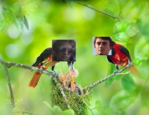 Create meme: bird of Paradise, bird, Bird & Bird