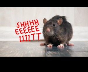 Create meme: rabid rat pictures, Mouse Rat, de rat