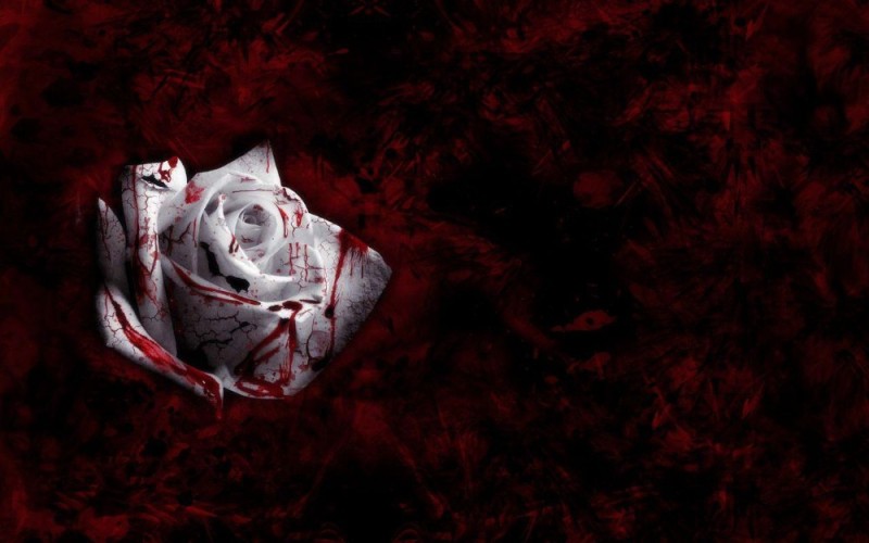 Create meme: blood rose, A white rose in the blood, The rose is in the blood