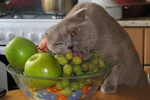 Создать мем: животные котики, виноград, еда кошек