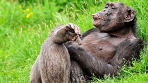 Create meme: photo gorilla, funny, chimpanzee laughs, funny Wallpaper with a monkey