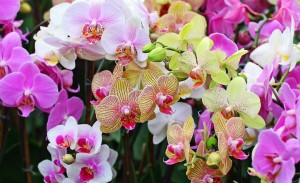 Create meme: Orchid pink, Phalaenopsis, Orchid Phalaenopsis