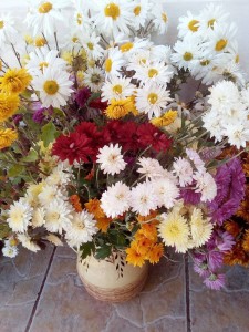 Create meme: chrysanthemum, flowers for the garden, wildflowers