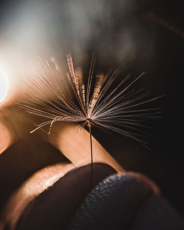 Create meme: Dandelion macro photography, dandelion , dandelions on a black background