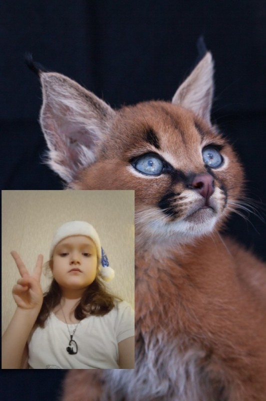 Create meme: Caracal, caracal cat, the cat of the breed caracal