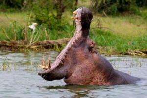 Create meme: Hippo, common Hippo, Hippo