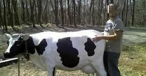 Создать мем: корова черно пестрой породы, молочная корова, корова бык
