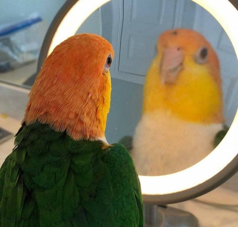 Создать мем: оранжевый попугай, мем с попугаем в зеркале, попугай ара