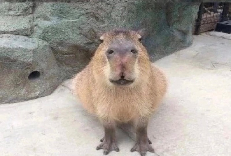 Create meme: little capybara, homemade capybara, a pet capybara