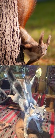 Create meme: squirrel in the Park , protein , the squirrel is beautiful