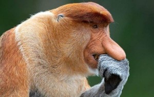 Create meme: a proboscis monkey, monkey kahau, nosey monkey