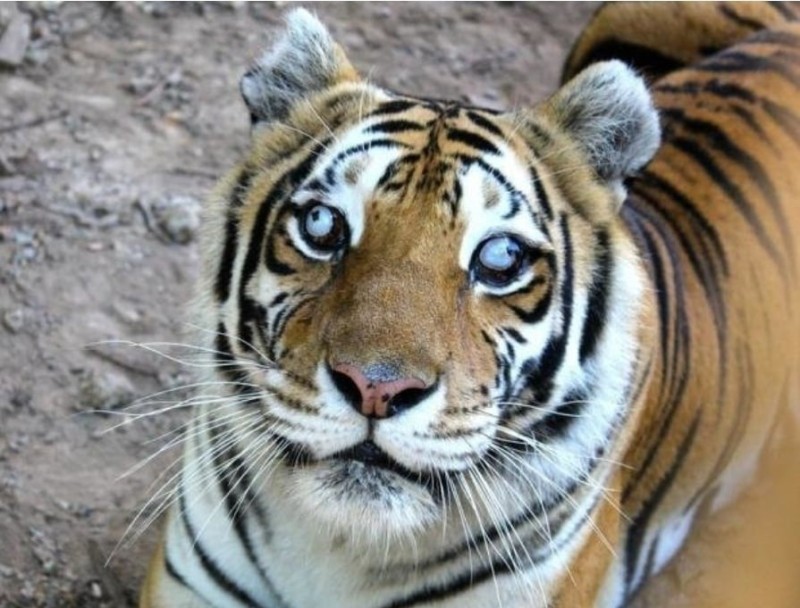 Create meme: Amur tigers, tiger Kenny, tiger 