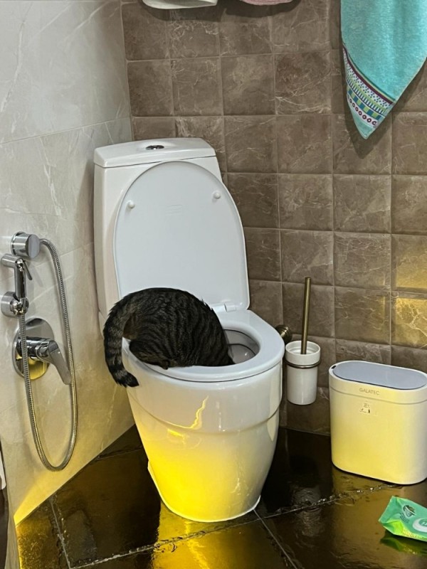 Create meme: teaching a cat to the toilet, toilet for cats, cat toilet