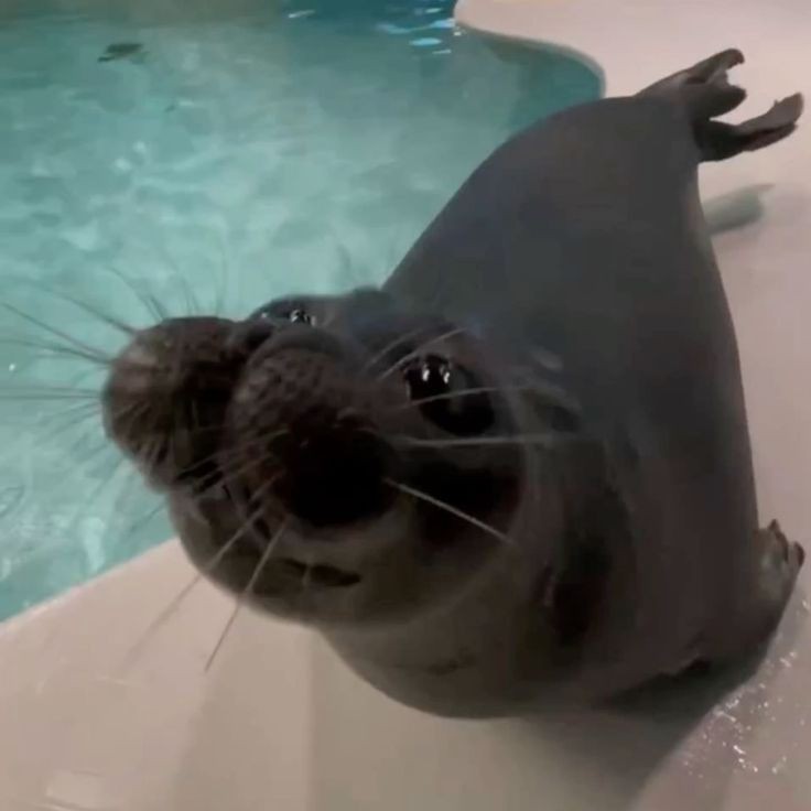 Create meme: Baikal seal , baikal seal sealarium