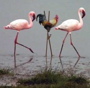 Create meme: of Flamingo, pink flamingos