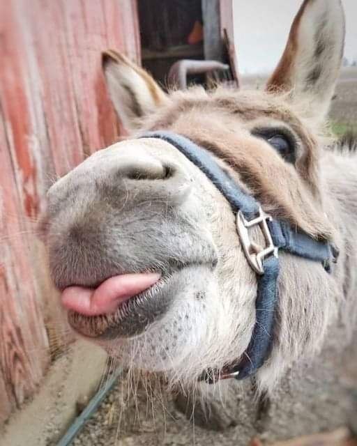 Create meme: the donkey smiles, funny donkey, the ass is funny