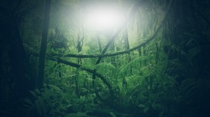 Create meme: forest fantasy, Screensaver on your desktop, forest nature