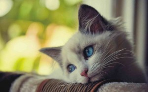 Create meme: sad cat, sad cat, sad cats