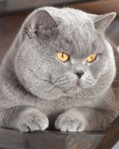 Create meme: British, cat British, British Shorthair