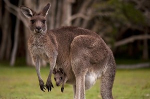 Create meme: kangaroo male, kangaroo animals, the female kangaroo