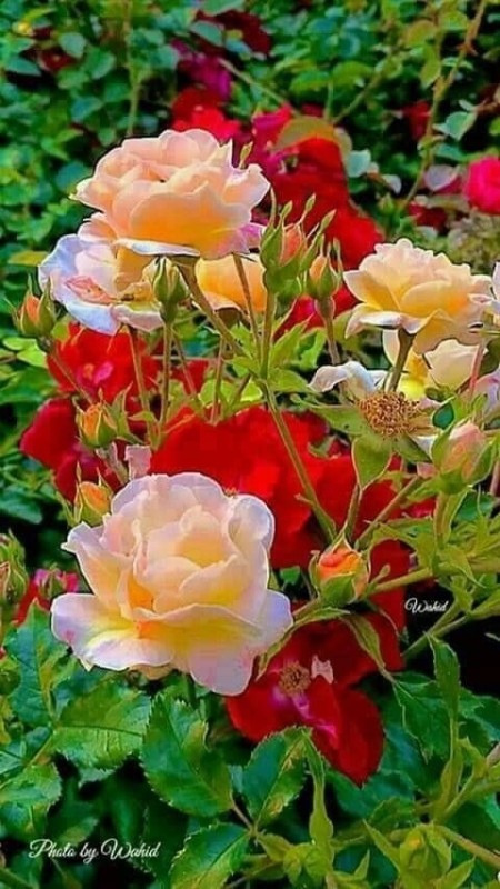 Create meme: tea rose, rose floribunda, beautiful roses 