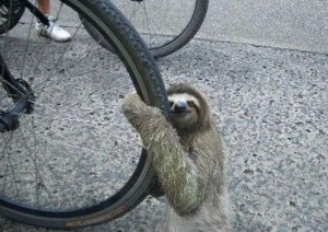 Create meme: animal sloth, sloth