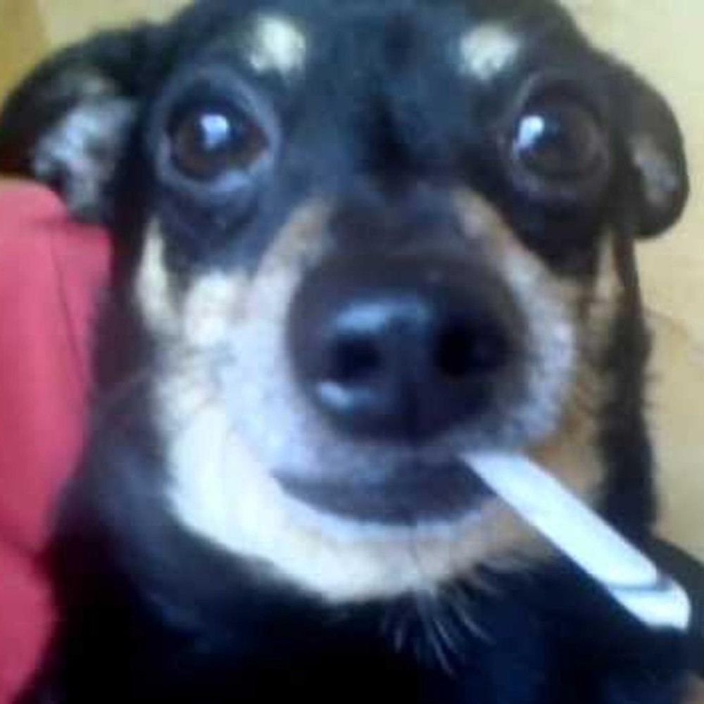 Create meme: dog with a cigarette, Pete the dog, funny dogs