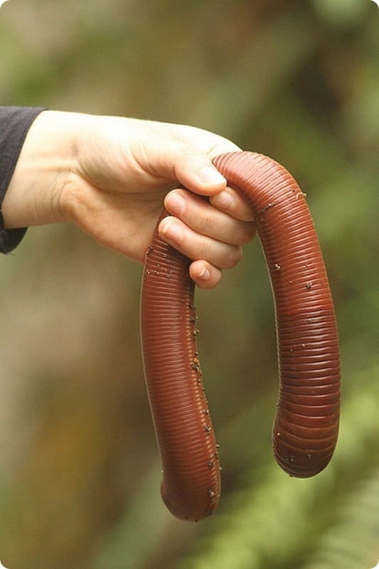 Create meme: Australian giant earthworm, A giant worm, giant Australian crawling worm