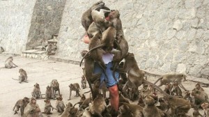 Create meme: animal, attack of the monkeys at people