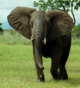 Создать мем: слон самец, африканский лесной слон, африканский слон самец