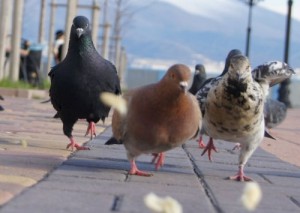 Создать мем: прикольные картинки с голубями, pigeon, нано голубь