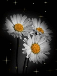 Create meme: white daisies, Daisy flower, chamomile
