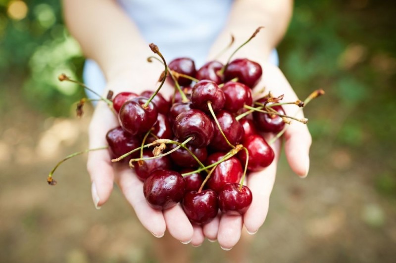 Create meme: cherry berry, ripe cherry, cherry berry