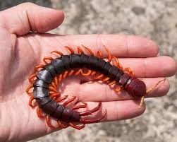 Create meme: centipede Crimean, giant centipede, centipede