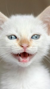 Create meme: white cat, photo of a muzzle of a cat white, cat