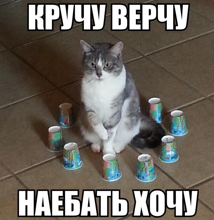 Create meme: cat , The cat's drinking meme, cat 