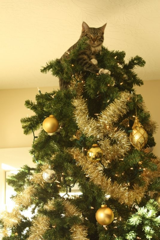 Create meme: cats and christmas trees, a Christmas tree from a cat, cat tree