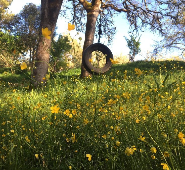 Create meme: tire swing, old tires, swing wheel on a tree