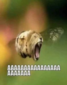 Create meme: aaaaaaaaaaaaaaaaa, an animal, aaaaaaa 