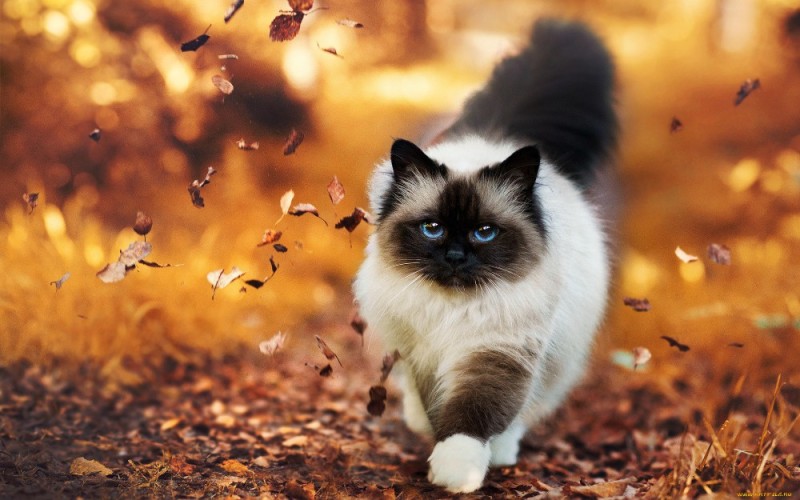 Create meme: balinese cat, Burmese, Himalayan cat 