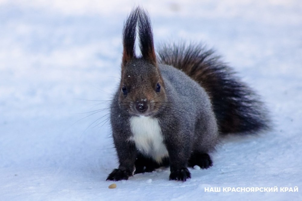 Create meme: Far Eastern squirrel, protein , Siberian squirrel