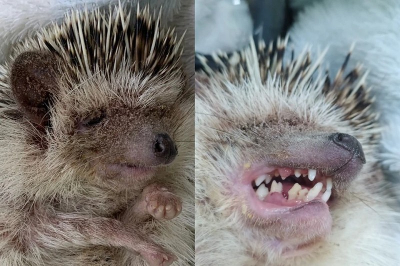 Create meme: hedgehog oh, the hedgehog smiles , big hedgehog