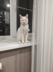 Создать мем: кошечка, кошка, котик