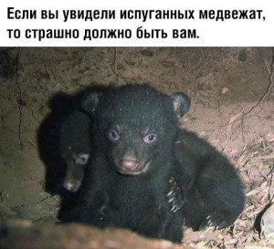 Создать мем: медвежонок, чёрный медведь, black bear